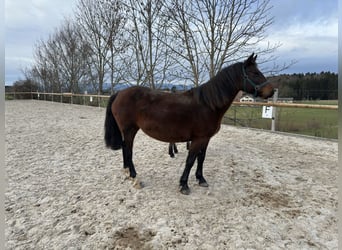 Connemara, Mare, 7 years, 13,2 hh, Brown