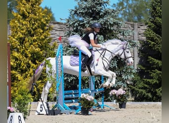 Connemara Mix, Mare, 7 years, 13,2 hh, Gray