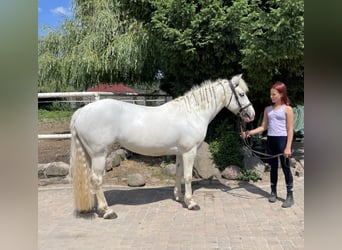 Connemara Mix, Stute, 7 Jahre, 13,2 hh, Schimmel