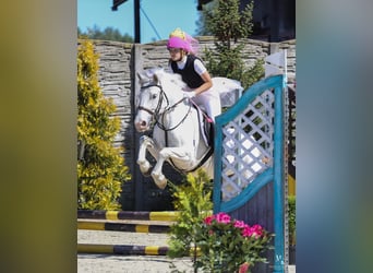 Connemara Mix, Mare, 7 years, 13,2 hh, Gray