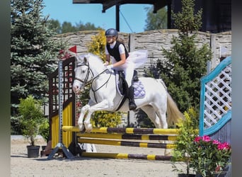 Connemara Mix, Mare, 7 years, 13,2 hh, Gray