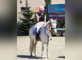 Connemara Mix, Mare, 7 years, 13,2 hh, Gray