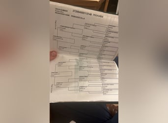 Connemara, Mare, 7 years, 13,2 hh, Grey