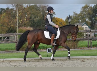 Connemara, Mare, 7 years, 14,1 hh, Bay-Dark