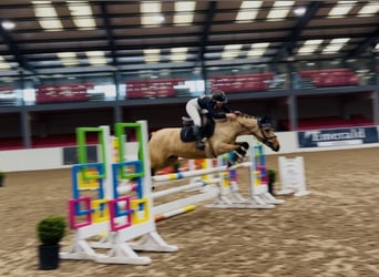 Connemara, Mare, 7 years, 14.1 hh, Dun