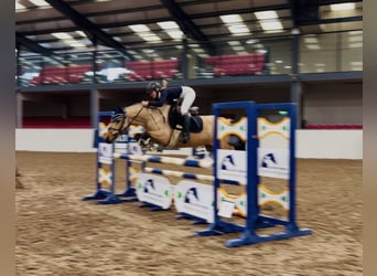 Connemara, Mare, 7 years, 14.1 hh, Dun