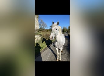 Connemara, Mare, 7 years, 14,1 hh, Gray-Blue-Tan