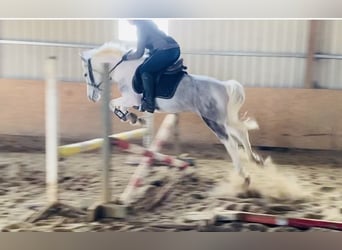 Connemara, Mare, 7 years, 14,1 hh, Gray-Blue-Tan