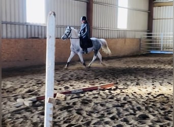 Connemara, Mare, 7 years, 14,1 hh, Gray-Blue-Tan