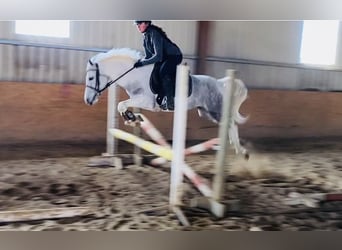 Connemara, Mare, 7 years, 14,1 hh, Gray-Blue-Tan