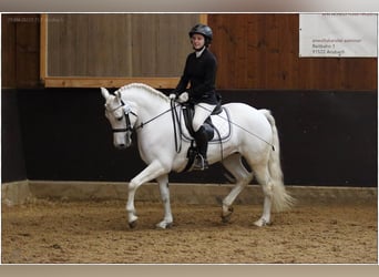 Connemara, Mare, 7 years, 14.1 hh, Gray