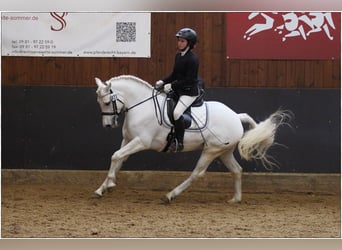 Connemara, Mare, 7 years, 14.1 hh, Gray