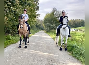 Connemara, Mare, 7 years, 14.1 hh, Gray
