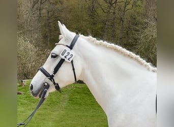Connemara, Mare, 7 years, 14.1 hh, Gray