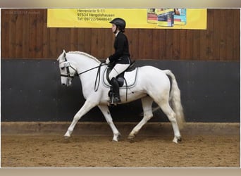 Connemara, Mare, 7 years, 14.1 hh, Gray