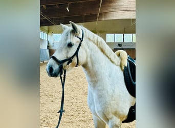 Connemara, Mare, 7 years, 14,1 hh, Gray