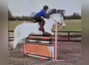 Connemara, Mare, 7 years, 14,1 hh, Gray