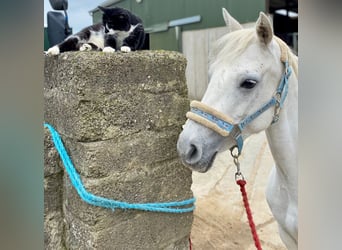 Connemara, Mare, 7 years, 14,1 hh, Gray