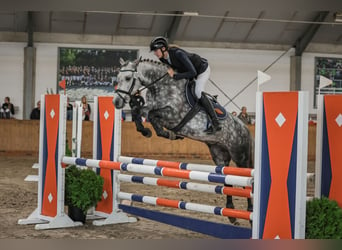 Connemara, Mare, 7 years, 14,2 hh, Gray-Dapple