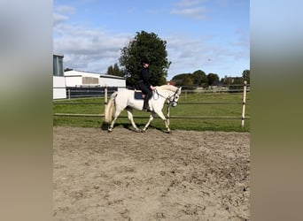 Connemara, Mare, 7 years, 14,2 hh, Gray