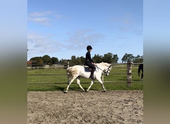 Connemara, Mare, 7 years, 14,2 hh, Gray