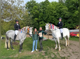 Connemara, Mare, 7 years, 14.2 hh, Grey-Dapple