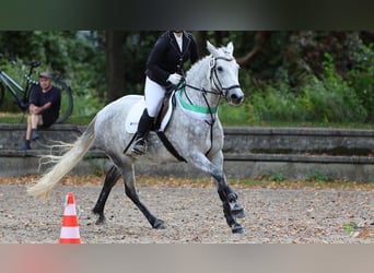 Connemara, Mare, 7 years, 14.2 hh, Grey-Dapple