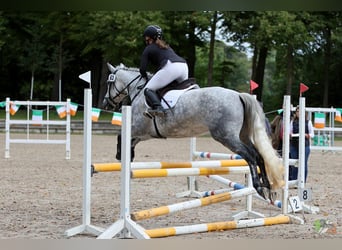 Connemara, Mare, 7 years, 14.2 hh, Grey-Dapple