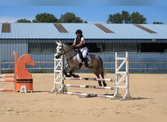 Connemara, Mare, 7 years, 14,2 hh