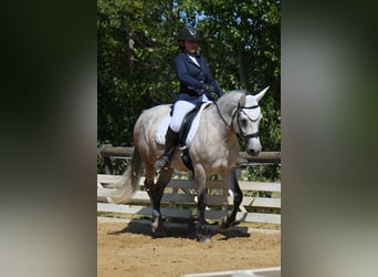 Connemara, Mare, 7 years, 14,2 hh