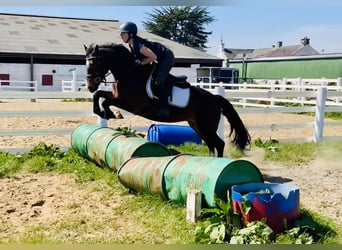 Connemara, Mare, 7 years, 14,1 hh, Brown