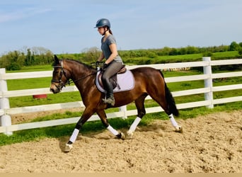 Connemara, Mare, 7 years, 14,1 hh, Brown