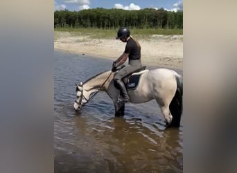 Connemara, Mare, 7 years, 14,1 hh, Buckskin