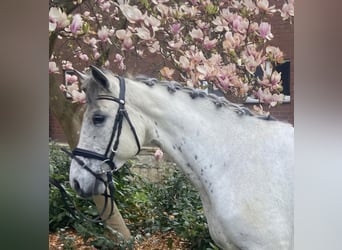 Connemara, Mare, 7 years, 14,1 hh, Gray