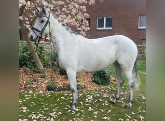 Connemara, Mare, 7 years, 14,1 hh, Gray