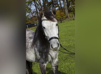 Connemara Mix, Mare, 7 years, 14,1 hh, Grey