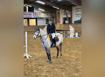 Connemara, Mare, 7 years, 14,2 hh, Grey