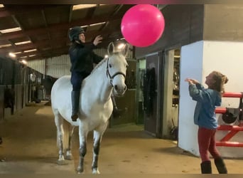 Connemara, Mare, 7 years, 15,1 hh, Grey