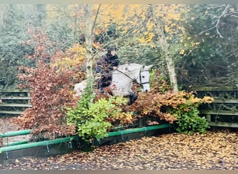 Connemara, Mare, 7 years, 15,1 hh, Grey