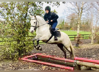 Connemara, Mare, 7 years, 15,1 hh, Grey