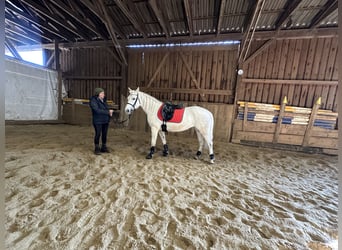 Connemara, Mare, 7 years, Gray-Dapple