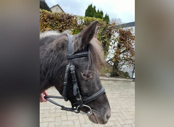 Connemara, Mare, 8 years, 12 hh, Gray-Dark-Tan