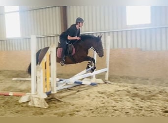 Connemara, Mare, 8 years, 13,2 hh, Brown