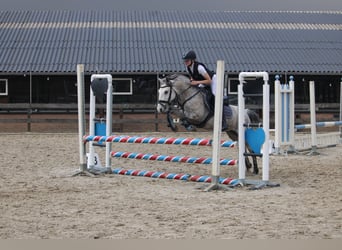 Connemara Mix, Mare, 8 years, 13.2 hh, Gray