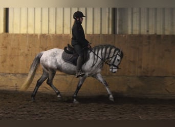 Connemara Mix, Mare, 8 years, 13.2 hh, Gray