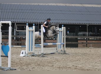 Connemara Mix, Mare, 8 years, 13.2 hh, Gray