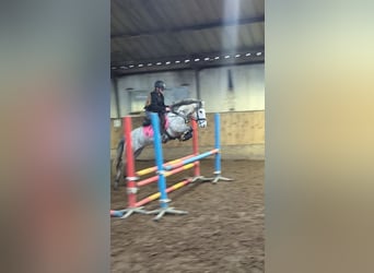 Connemara Mix, Mare, 8 years, 13,2 hh, Gray