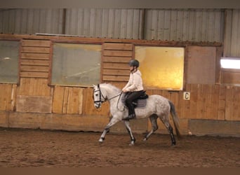 Connemara Mix, Mare, 8 years, 13.2 hh, Gray