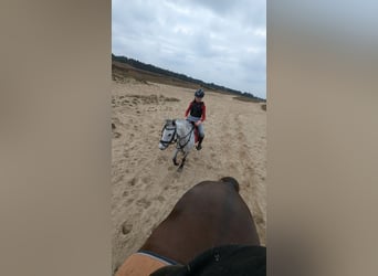 Connemara Mix, Mare, 8 years, 13.2 hh, Gray