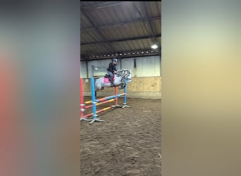 Connemara Mix, Mare, 8 years, 13,2 hh, Gray